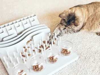 10 Best Slow Feed Cat Bowls in 2026: Reviews & Top Picks