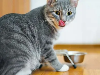 10 Best Budget Cat Foods in Canada in 2026: Reviews & Top Picks
