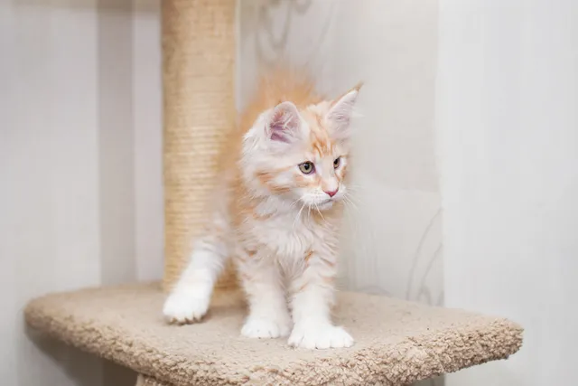 Polydactyl Maine Coon Cat Breed: Info, Pictures, Care & Facts