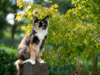Calico Maine Coon Cat Breed: Info, Pictures, Temperament & More