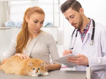 Polycystic Kidney Disease in Cats: Our Vet Explains the Signs, Causes & Treatment