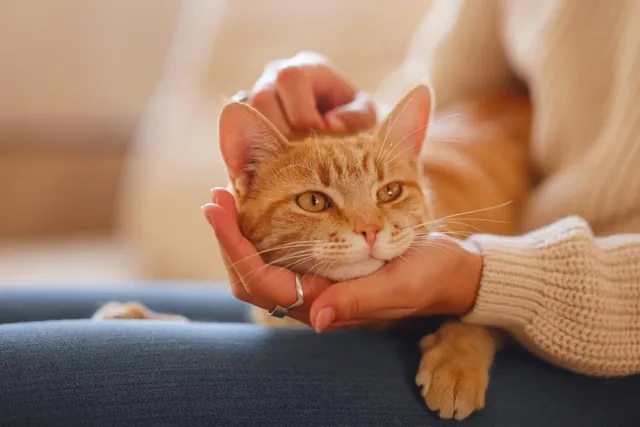 Can My Stress Affect My Cat? 5 Vet-Verified Tips on How to Help Your Cat in This Situation