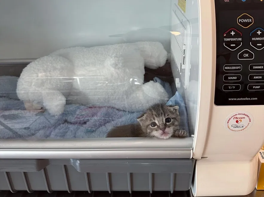 Hope for the Tiniest Fighters Baby Kitten Rescue Heroes of the Pet World - Boo incubator