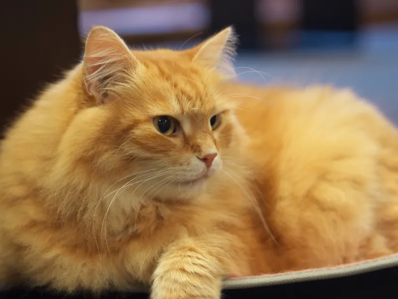 close up of a longhaired cat at a cafe