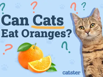 Can Cats Eat Oranges? Vet-Verified Facts & FAQ
