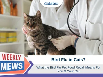What Does the Bird Flu Pet Food Recall Mean For You & Your Cat?