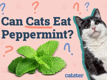 Can Cats Eat Peppermint? Vet-Reviewed Facts & Precautions