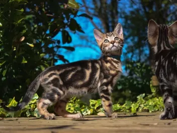 Marble Bengal Cat: Info, Pictures, Facts & History (Vet-Verified)