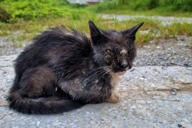 How to Treat Mange in Feral Cats: Our Vet Gives 8 Tips & Tricks