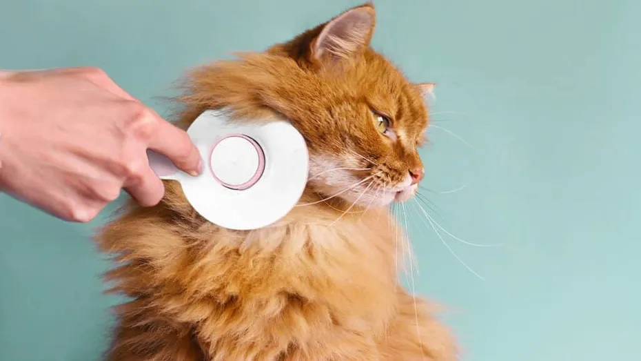 Hepper-Brush-Long-Hair-Cat-Orange-1024x576-1