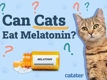 Can Cats Eat Melatonin? Vet Recommendations & Facts