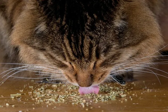 Why Do Cats Love Catnip? 10 Vet Reviewed Reasons Behind the Behavior