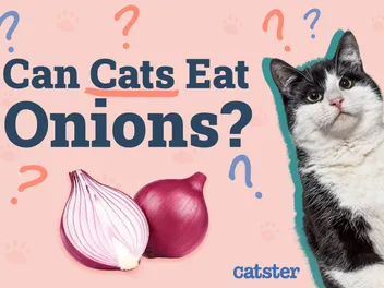 Can Cats Eat Onions? Vet-Reviewed Risks & Dangers