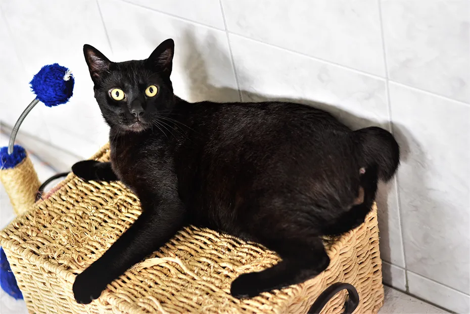 black bobtail cat lying on top of the sisal box
