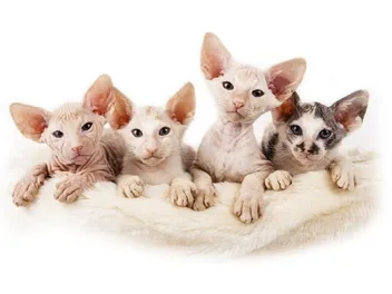 Sphynx Kittens for Sale in U.K: Breeder List 2026