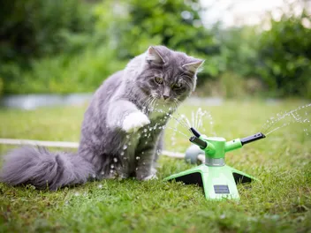 Do Maine Coon Cats Like Water? The Surprising Vet-Approved Answer