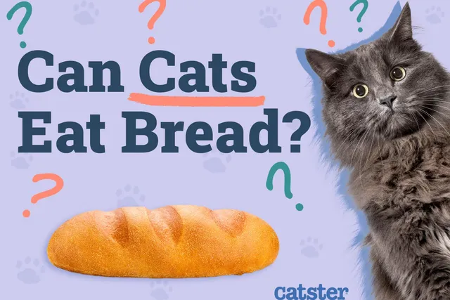 Can Cats Eat Bread? Vet-Approved Facts & FAQ