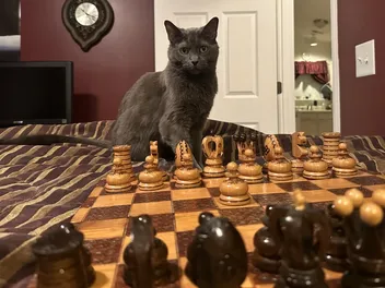 Telepathic Communication With Your Cat: How Olga Anticipates My Actions