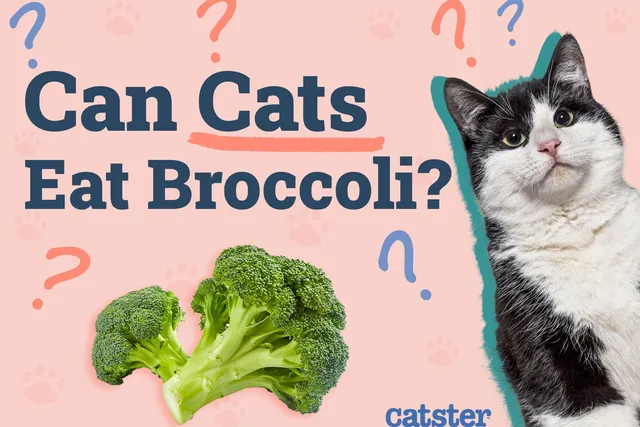 Can Cats Eat Broccoli? Vet-Reviewed Nutritional Facts & FAQ