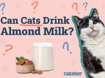 Can Cats Drink Almond Milk? Vet Approved Nutrition Facts