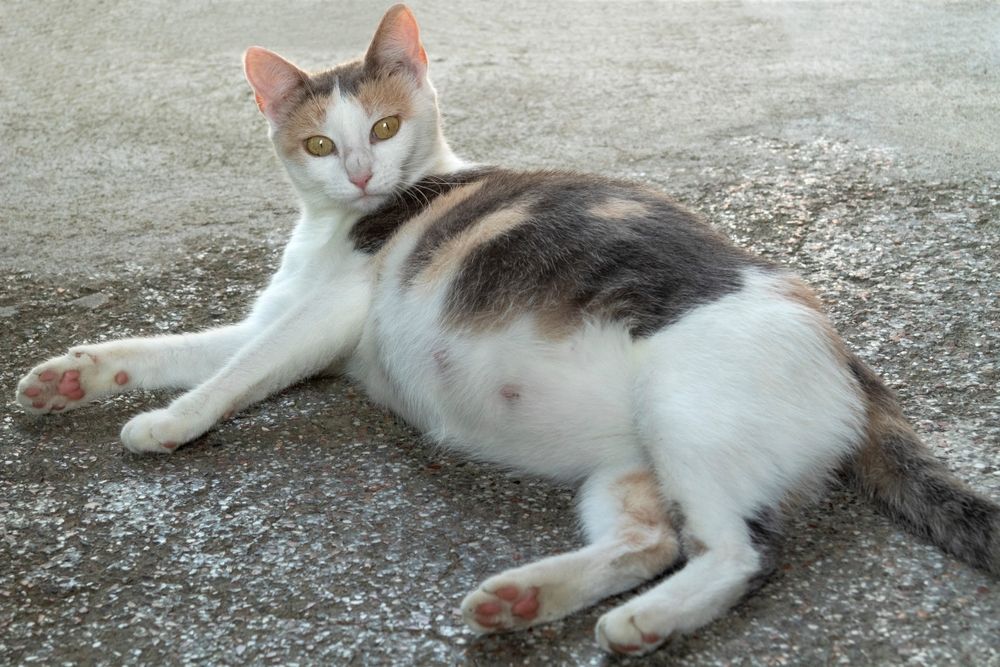 pregnant cat on the ground