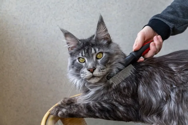 Why Is My Cat’s Fur Suddenly Matted? 7 Vet-Reviewed Reasons