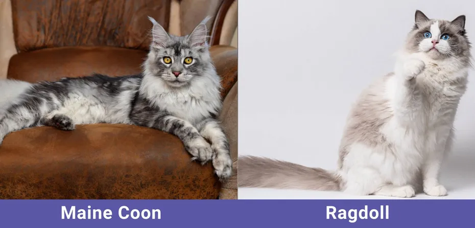 side by side Maine Coon VS Ragdoll