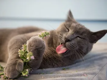 How Much Catnip Can I Give My Cat? Vet-Reviewed Facts & FAQ