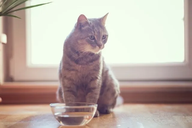 Why Does My Cat’s Water Bowl Get Slimy? 3 Likely Reasons