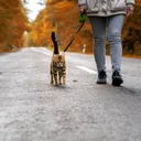 Hiking With a Cat: If It Is Possible & Vet-Approved Tips
