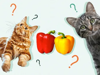 Can Cats Eat Bell Pepper? Our Vet Answers & Provides Safety Info
