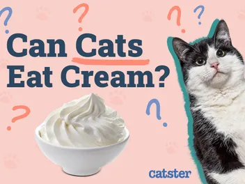 Can Cats Eat Cream? Vet-Reviewed Feeding Facts