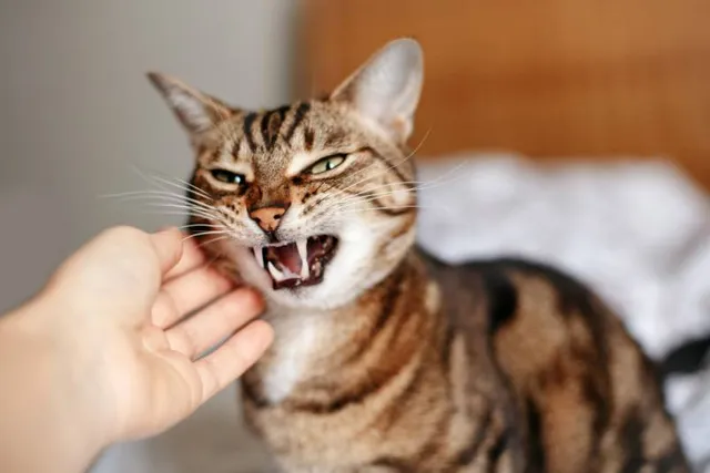 Why Is My Cat Misbehaving? 8 Vet-Reviewed Reasons
