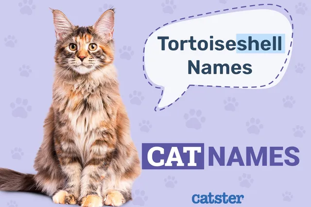100+ Tortoiseshell Cat Names: Great Ideas For Your Cute Cat