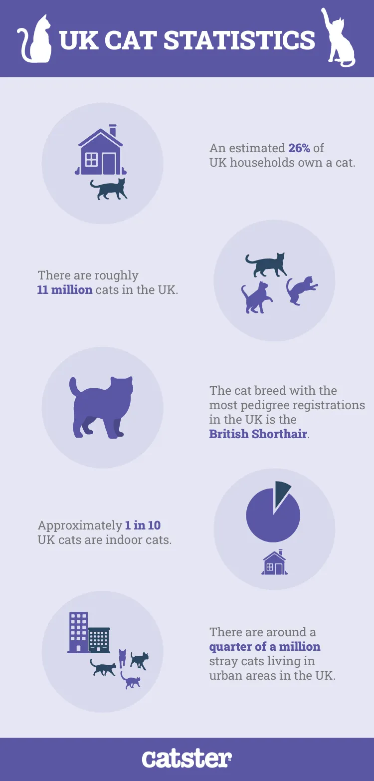 UK Cat Statistics