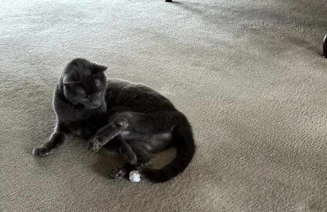 Dental Procedures for Cats: How Olga Recovered From Surgery