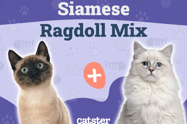 Siamese Ragdoll Cat Mix: Info, Pictures, Temperament & More