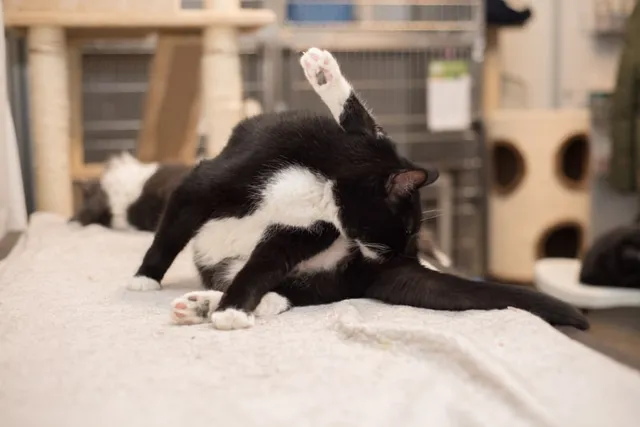 Cat Dingleberries: Vet Reviewed Causes & Prevention Tips