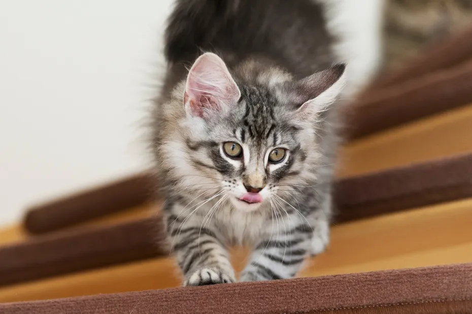 Norwegian Forest Kitten getting down the stairs