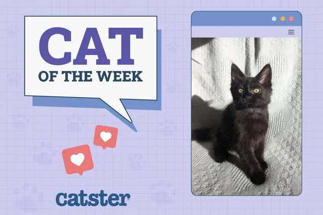 Catster Photo Contest: Cats of the Week Winners (December 26, 2024)