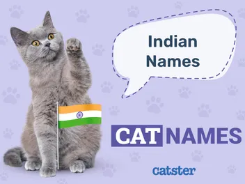 250+ Indian Cat Names: Great Ideas for Your Incredible Cat