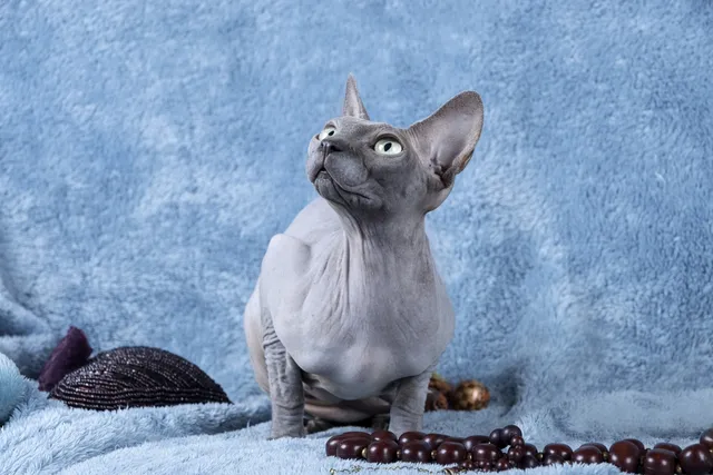 Blue Sphynx Cat: Info, Pictures, History & Facts