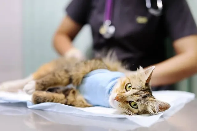 What's the Price of Spaying or Neutering a Cat in Australia (Costs in 2026)
