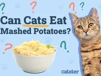 Can Cats Eat Mashed Potatoes? Vet-Verified Nutrition Facts & Safety Guide