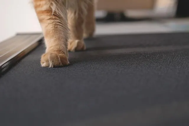 9 DIY Cat Treadmills You Can Build Today (With Pictures)