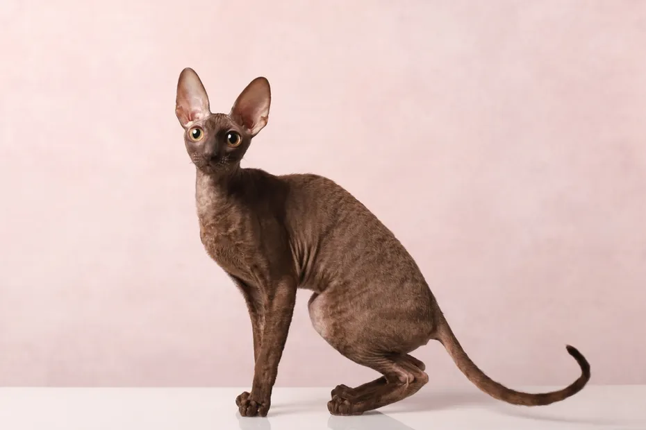 Cornish Rex Cat