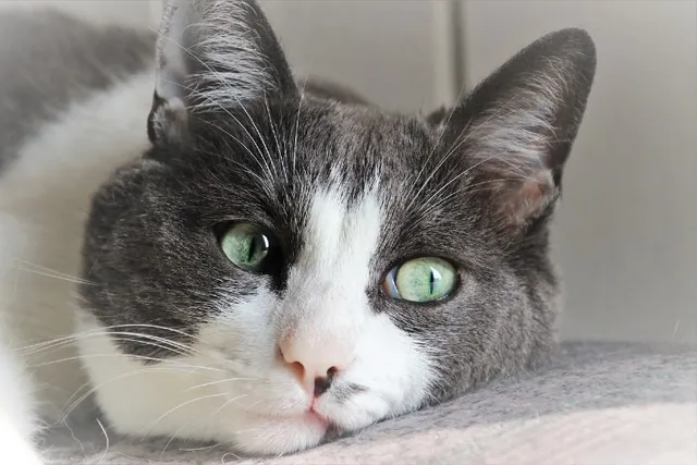 How to Tell if Your Cat Has Diabetes: 7 Vet-Reviewed Signs to Look For