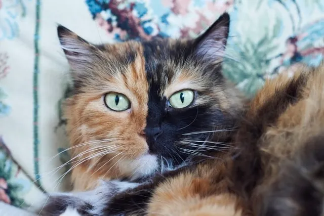 Why Do Cats Blink Slowly? Vet-Verified Behavioral Cues