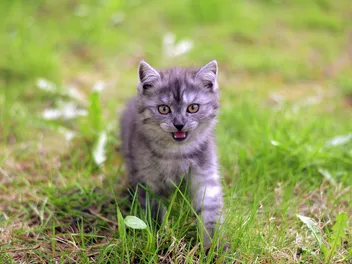 11 Vet-Reviewed Cat Sounds & Their Meanings (With Audio)