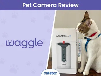 WaggleCam Pro Review 2026: A Detailed Look